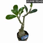 塊根植物アデニウムオベスム天空のバ...