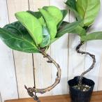 カシワバゴム バンビーノ 曲がり 4号 おまかせ1鉢 観葉植物 インテリア カッコイイ 育てやすい 素材