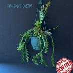 フィッシュボーンカクタス(エピフィルム アングリガー) 5号吊り鉢 おまかせ1鉢【ジグザグカクタス】【Cryptocereus anthonyanus】【吊り下げ】【オシャレ】