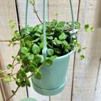 カランコエ フィフィ 3.5号吊り鉢　イ