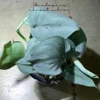 観葉植物 スキンダプサス オルモスト シルバー 3号ポット苗 おしゃれ かっこいい レア 希少 室内 インテリア 育てやすい