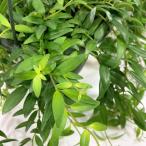  декоративное растение подвешивание ниже eski наан подвеска yafro Lepice 5 номер подвешивание горшок ( низ водоснабжение ) интерьер висячий стиль симпатичный симпатичный ..... начинающий 