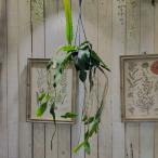 観葉植物 吊り下げ　レピスミウム ホーレティアナム 4号 吊り鉢　レア 珍しい おしゃれ インテリア ハンギング クジャクサボテン リプサリス