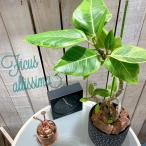 観葉植物　フィカス アルテシマ 曲がり 4号ロングポット　可愛い かわいい おしゃれ インテリア 夏