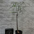 ショッピングツリー ボトルツリー(ブラキキトン ルペストリス) 4号ロングポット　観葉植物 インテリアグリーン 室内園芸 おしゃれ 可愛い かわいい