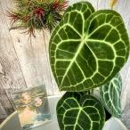 ショッピング観葉植物 観葉植物　アンスリウム(アンスリューム) クラリネルビウム 4号ポット　レア・希少種・珍しい おしゃれ カッコイイ 可愛い かわいい インテリアグリーン