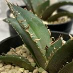 [ есть перевод специальная цена ] агава chitanota белый .3 номер [ на данный момент товар ] Mini маленький размер маленький АО рассада суккулентное растение интерьер зеленый модный привлекательный [. один человек sama 1 пункт ограничение ]