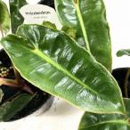 観葉植物　フィロデンドロン ビレッティア 3.5号ポット　インテリア オシャレ 可愛い かわいい カワイイ 室内