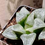 多肉植物　ハオルチア ホワイトピクタ 2.5号硬質　インテリア オシャレ 育てやすい レア 希少種 珍しい