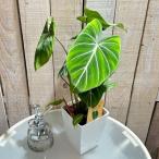 ショッピングテラリウム 観葉植物　フィロデンドロン グロリオーサム 4号プラ鉢付き　インテリア オシャレ カワイイ 可愛い 室内