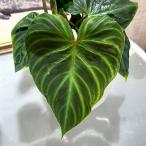 ショッピング観葉植物 観葉植物　フィロデンドロン ベルコーサム(ベルコスム) 4号　インテリア オシャレ カワイイ 可愛い 室内 珍しい