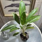 ショッピング観葉植物 観葉植物　アグラオネマ ホワイトステム 3号 ポット　インテリア カワイイ 可愛い オシャレ 室内