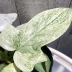 観葉植物　フィロデンドロン フロリダゴースト ミント 3.5号ポット　レア・希少種・珍しい オシャレ カワイイ 可愛い インテリア