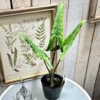 ショッピング観葉植物 観葉植物　アロカシア ゼブリナ ティグリナ スパーバ 4号 ポット　インテリア オシャレ カワイイ 可愛い 室内
