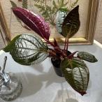 希少観葉植物　モノレナ ミッドナイトグローリー 2.5号　インテリア オシャレ カワイイ 可愛い 室内