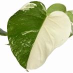 ショッピング観葉植物 観葉植物　モンステラ ホワイトタイガー(白斑入り) ハーフムーン 5号 個体A　インテリア カワイイ 可愛い 希少 現品 現物 一点もの