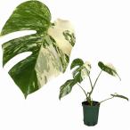 ショッピングテラリウム 観葉植物　モンステラ ホワイトタイガー(白斑入り) 5号 個体H　インテリア カワイイ 可愛い 希少 現品 現物 一点もの