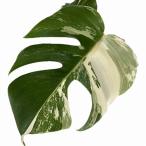 ショッピングテラリウム 観葉植物　モンステラ ホワイトタイガー(白斑入り) 5号 個体I　インテリア カワイイ 可愛い 希少 現品 現物 一点もの