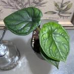 ショッピングインテリア 観葉植物　アロカシア イージス 3号ポット　インテリア オシャレ カワイイ 可愛い 室内