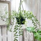 ホヤ ベラ(サクララン セブンスター)【現在花なし】 5号吊り鉢　観葉植物 インテリア 室内 オシャレ カワイイ 可愛い 室内