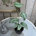 モンステラ シルテペカナ 3.5号※間伸び気味　観葉植物 インテリア 室内 オシャレ カワイイ 可愛い 室内