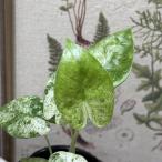 希少！ 観葉植物　アロカシア オドラ バリエガータ バティック 3号　インテリア 室内 オシャレ カワイイ 可愛い 室内