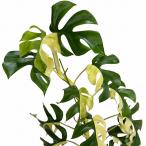 【現品】斑入り姫モンステラ(ラフィドフォラ テトラスペルマ バリエガータ) 3.5号スリット鉢　希少種 観葉植物 インテリア 室内 オシャレ 可愛い ヒメモンステラ