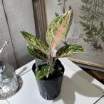  декоративное растение UGG laonema Gold пудра 2.5 номер pot интерьер зеленый салон садоводство стиль Kawai i симпатичный 