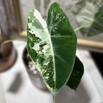 観葉植物　アロカシア グリーン バタフライ 斑入り 3号(現品)　インテリアグリーン 室内園芸 オシャレ カワイイ 可愛い