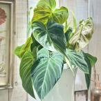 フィロデンドロン ベルコーサム(ベルコサム/ベルコスム) 5号(個体おまかせ1鉢) 観葉植物 インテリアグリーン 室内園芸 オシャレ カワイイ 可愛い