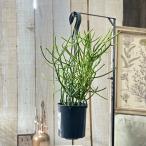 観葉植物ミルクブッシュ4号吊り鉢E...