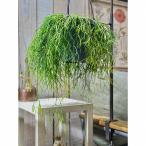 多肉植物 リプサリス クラヴァタ(クラバータ) 5号吊り鉢(個体おまかせ1鉢) インテリアグリーン オシャレ カワイイ 可愛い