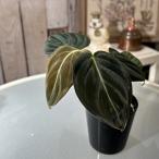 観葉植物 フィロデンドロン メラノクリサム 2.5号硬質ポット(個体おまかせ1鉢) インテリアグリーン 室内園芸 おしゃれ 可愛い かわいい