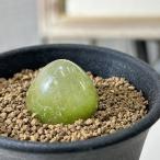 多肉植物 コノフィツム ブルゲリー 2.5号(個体おまかせ1鉢) インテリアグリーン 室内園芸 おしゃれ 可愛い かわいい