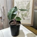 観葉植物 アロカシア ピンクドラゴン 3号ロングポット(個体おまかせ1鉢) インテリアグリーン 室内園芸 おしゃれ 可愛い かわいい
