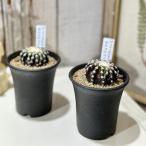多肉植物 ディスコカクタス ホルスティー 2.5号(個体おまかせ1鉢) インテリアグリーン 室内園芸 おしゃれ 可愛い かわいい
