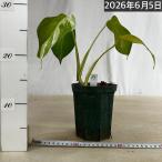 商品画像2