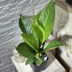  декоративное растение Anne потертость um Gemma колено 3.5 номер ( особь случайный 1 горшок ) интерьер зеленый салон садоводство модный симпатичный симпатичный 