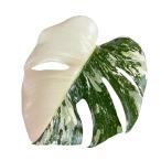 観葉植物　モンステラ ホワイトタイガー 4号スリット鉢 個体J(現品)　インテリアグリーン 室内園芸 おしゃれ 可愛い かわいい