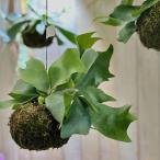 観葉植物 コウモリラン(ビカクシダ) ネザーランド 苔玉吊り(個体おまかせ1鉢) インテリアグリーン 室内園芸 おしゃれ 可愛い かわいい