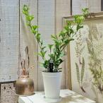 観葉植物 シェフレラ トライアンギュラリス 2.5号ロング(個体おまかせ1鉢) インテリアグリーン 室内園芸 おしゃれ 可愛い かわいい
