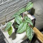 観葉植物 モンステラ シルテペカーナ 3号ロングポット(個体おまかせ1鉢) インテリアグリーン 室内園芸 おしゃれ 可愛い かわいい