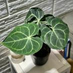 観葉植物　【葉傷みあり】アンスリウム クラリネルビューム 4号ポット(ラベル無し)(個体おまかせ1鉢)　インテリアグリーン 室内園芸 おしゃれ 可愛い かわいい