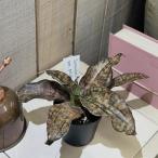 観葉植物 サンセベリア キルキー 2.5号硬質ポット(個体おまかせ1鉢) インテリアグリーン 室内園芸 おしゃれ 可愛い かわいい