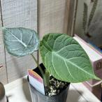 観葉植物 アロカシア マハラニ 3号(個体おまかせ1鉢) インテリアグリーン 室内園芸 おしゃれ 可愛い かわいい