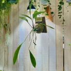観葉植物 アンスリウム グラシレ 吊り 天然木板付(現品) 可愛い かわいい インテリアグリーン 室内園芸 おしゃれ