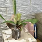 観葉植物 コウモリラン(ビカクシダ) ネザーランド 3号Negamieru鉢(個体おまかせ1鉢) インテリアグリーン おしゃれ 可愛い かわいい 室内園芸