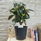  декоративное растение fi rental sophia 5 номер ( случайный 1 горшок ) интерьер зеленый модный симпатичный симпатичный салон садоводство 