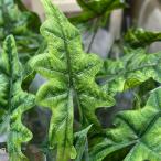 観葉植物 アロカシア ジャクリン 4号ロング白鉢(個体おまかせ1鉢) インテリアグリーン おしゃれ 可愛い かわいい 室内園芸