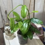 観葉植物　ホヤ グロブローサ(グロボーサ) 3号ロング透明ポット(個体おまかせ1鉢)　インテリアグリーン おしゃれ 可愛い かわいい 室内園芸